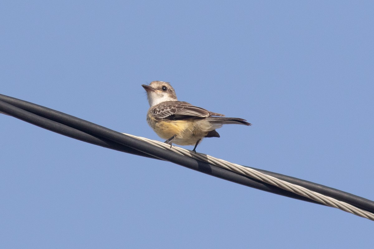 Vermilion Flycatcher - ML169186661