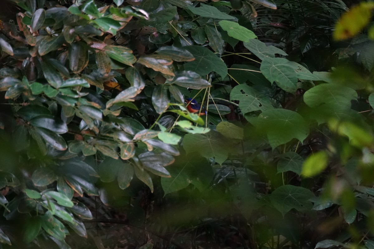 Blue-eared Kingfisher - ML169187011