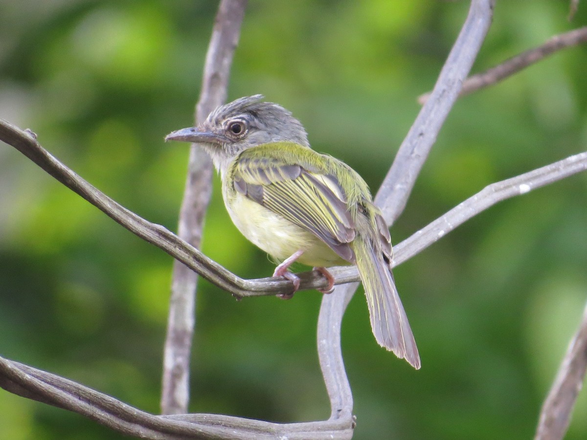 Yellow-olive Flatbill - ML169187051