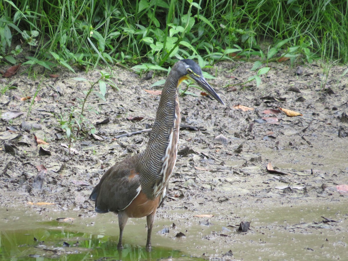 Bare-throated Tiger-Heron - Adalberto B. Lucas