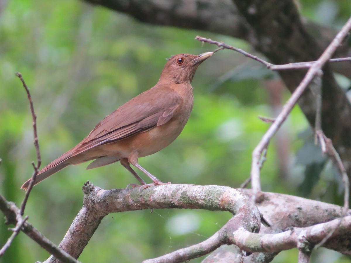 Clay-colored Thrush - ML169187611