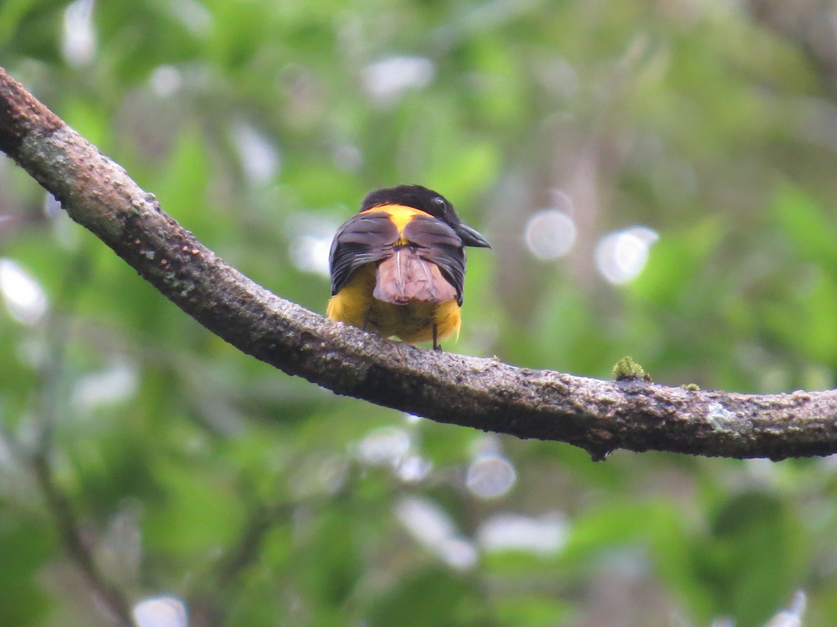 Black-throated Shrike-Tanager - ML169187691