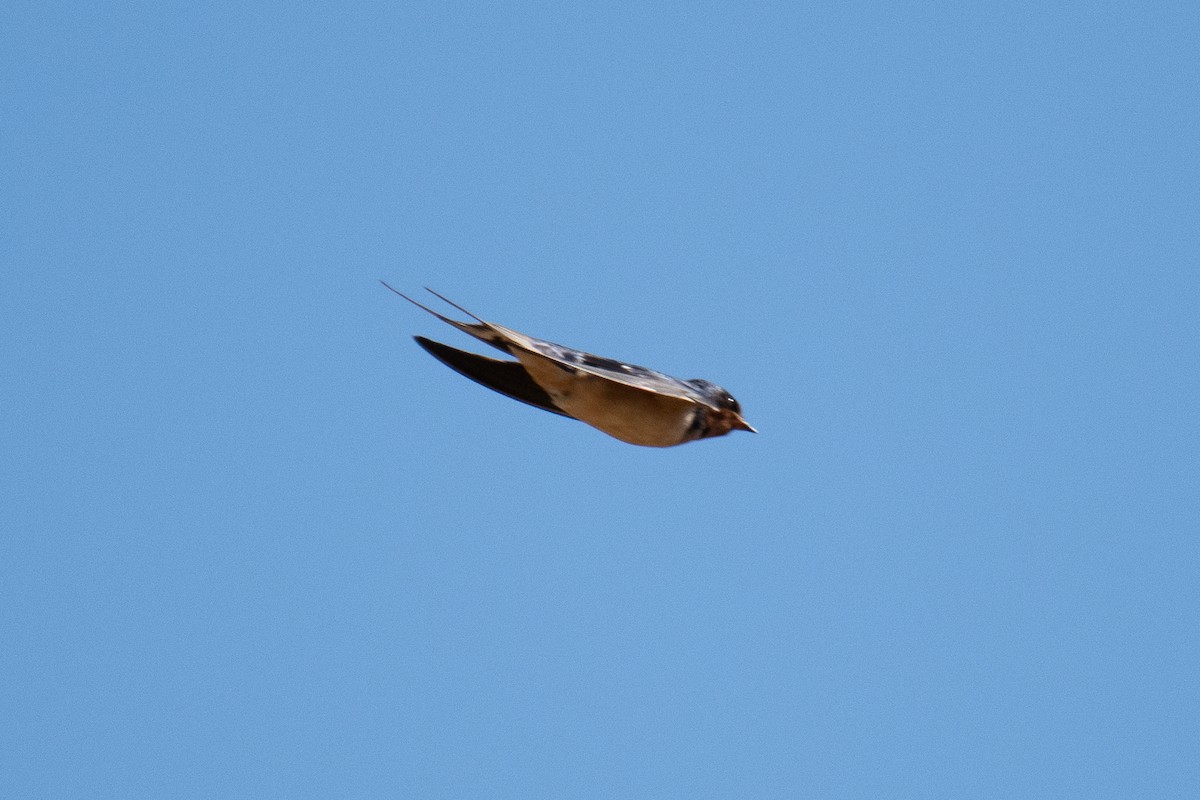 Barn Swallow - ML169188311