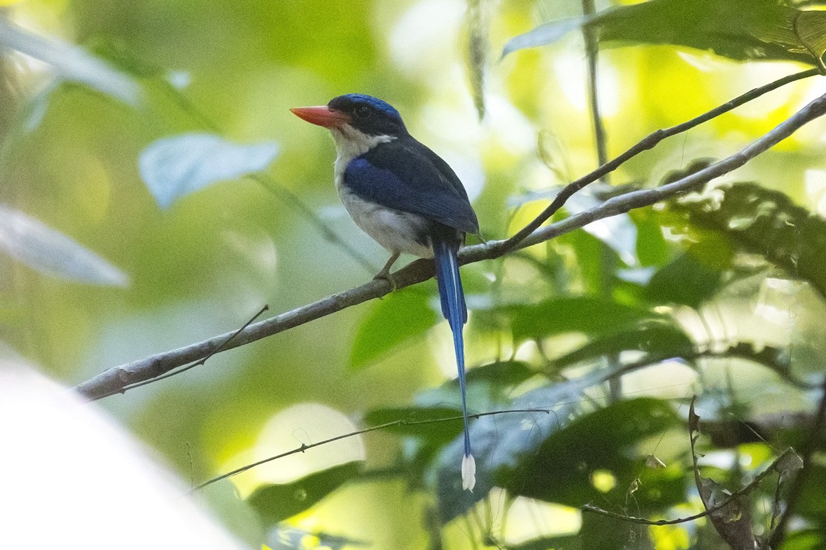 Little Paradise-Kingfisher - ML169188871