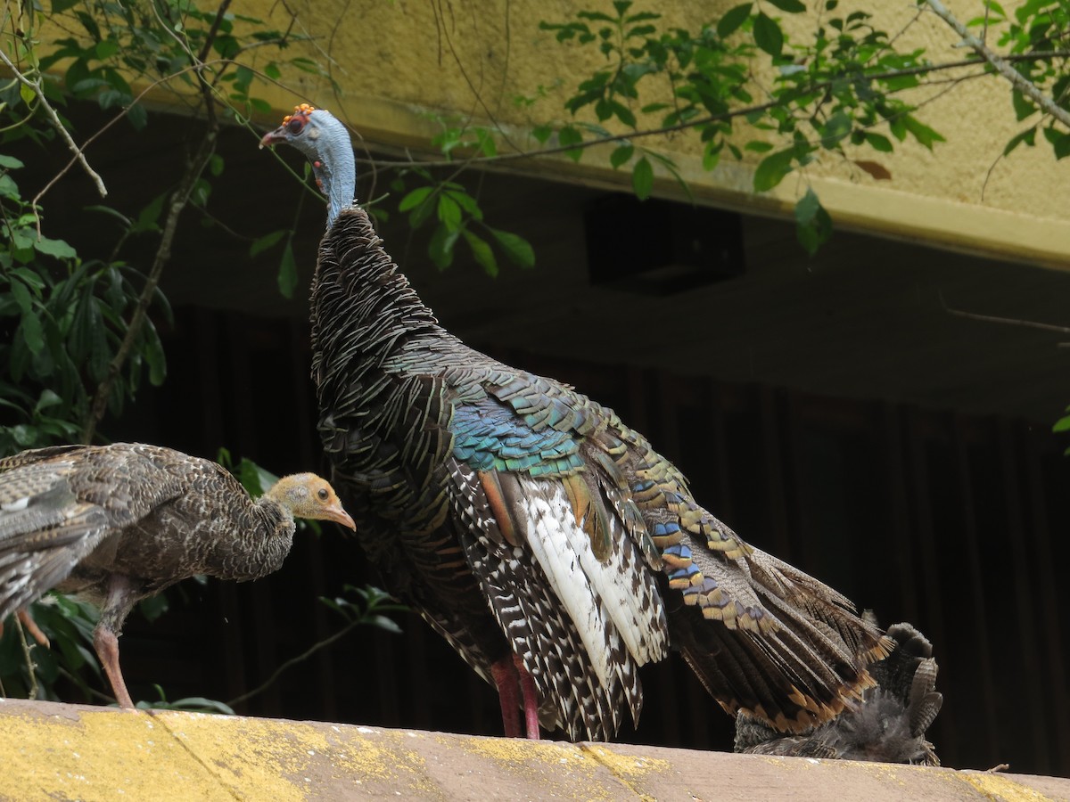 Ocellated Turkey - ML169189851