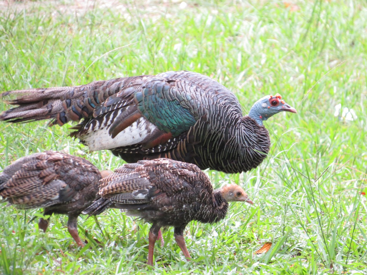 Ocellated Turkey - ML169189881