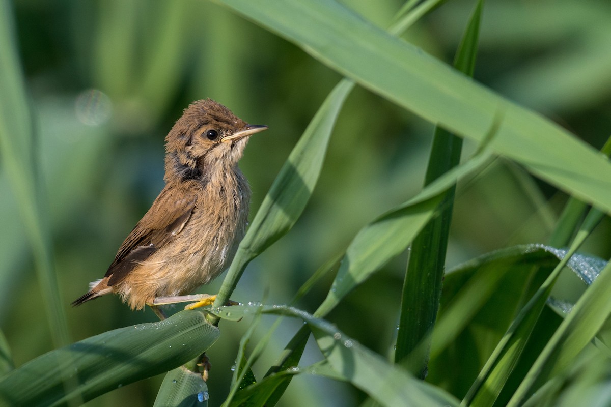 Common Reed Warbler - ML169190001