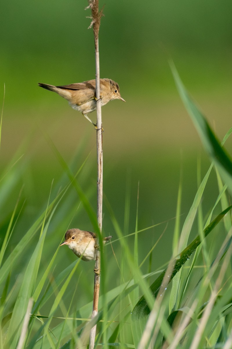 Common Reed Warbler - ML169190011