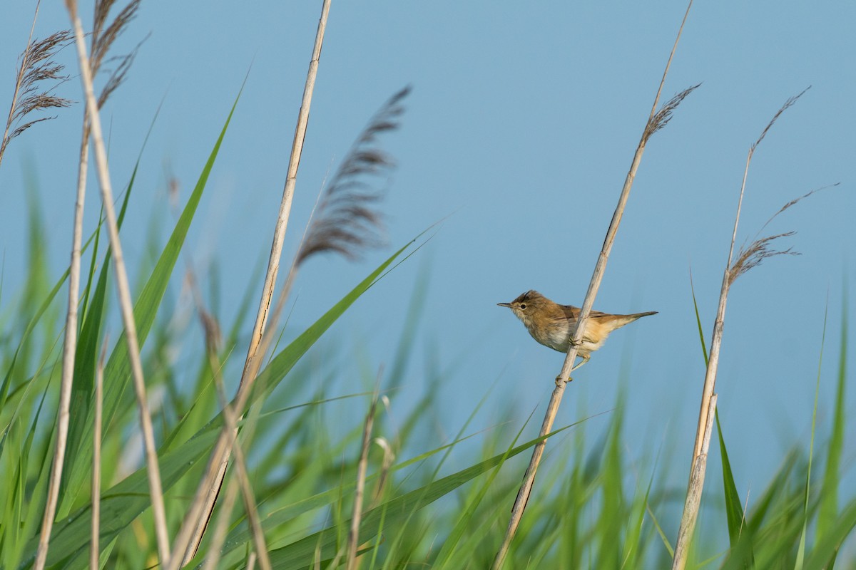 Common Reed Warbler - ML169190031