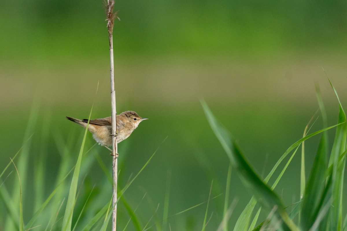 Common Reed Warbler - ML169190041