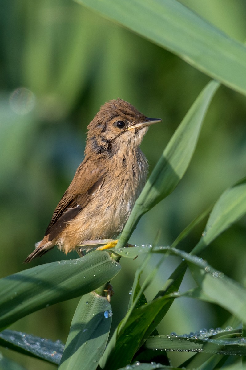 Common Reed Warbler - ML169190061