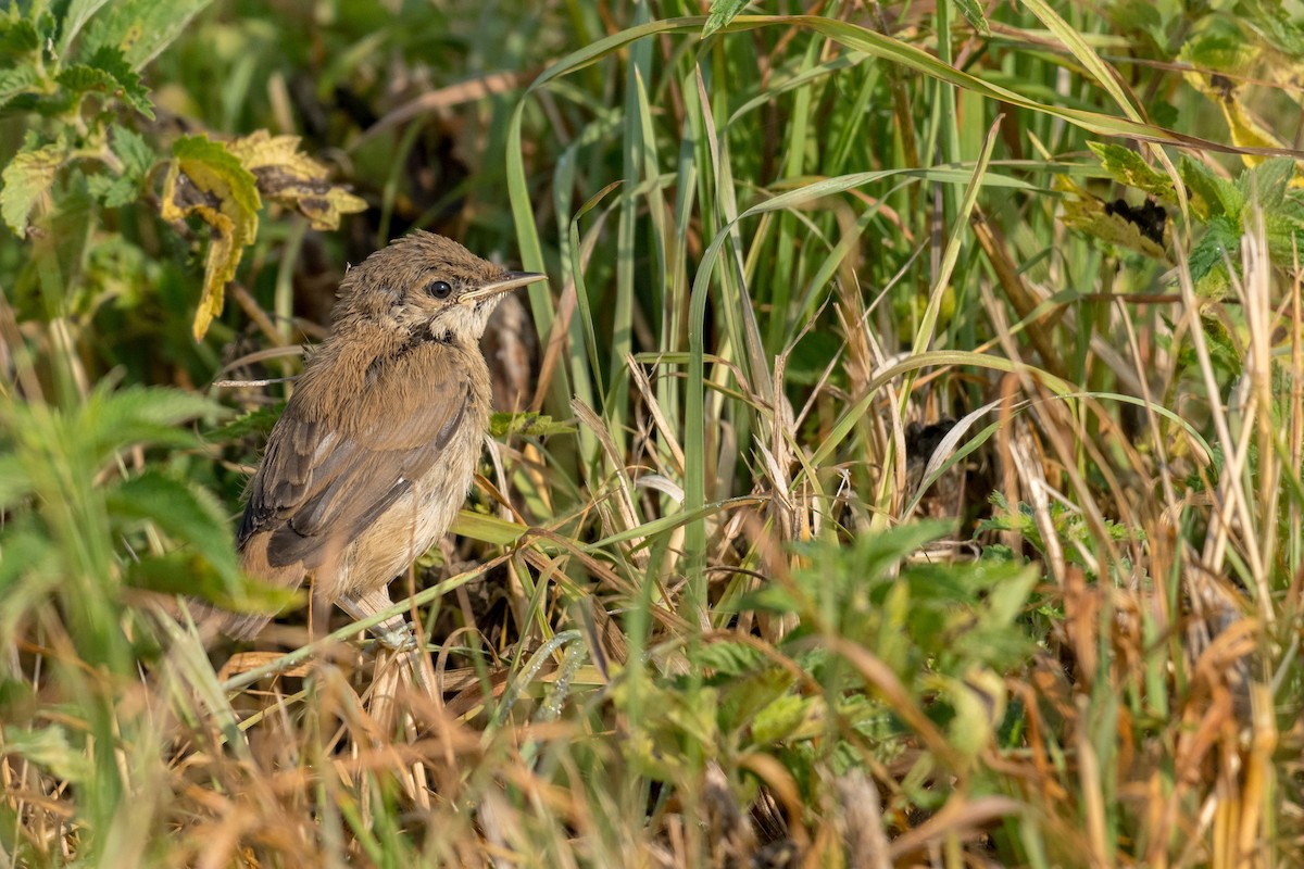 Common Reed Warbler - ML169190071