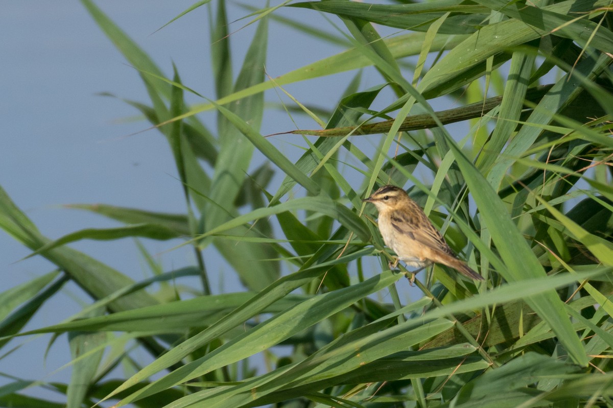 Sedge Warbler - ML169190091