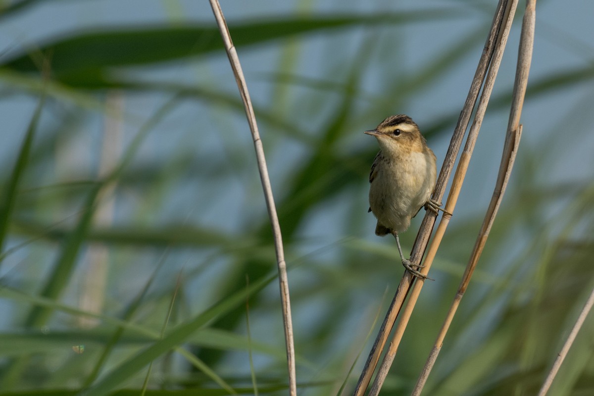 Sedge Warbler - ML169190111