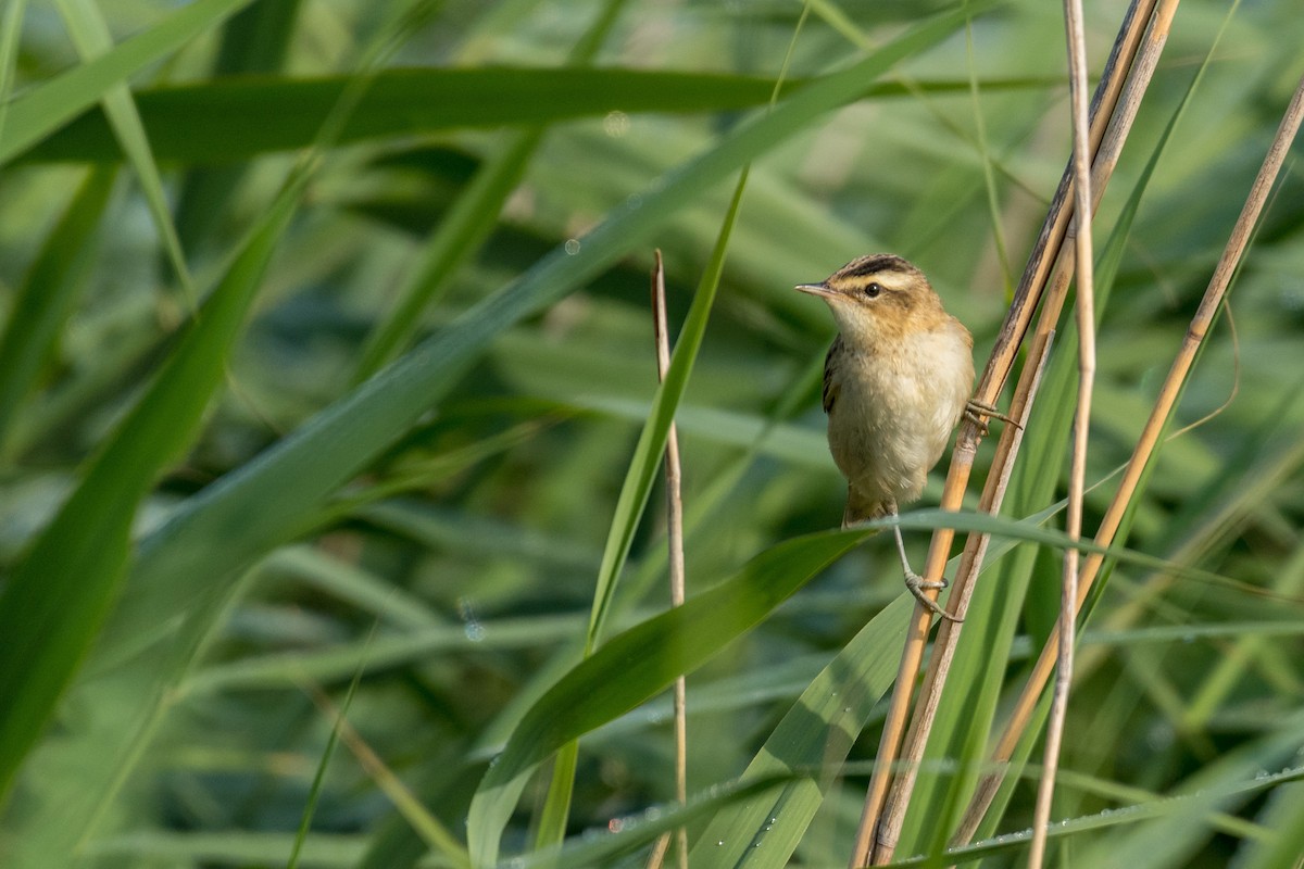 Sedge Warbler - ML169190151