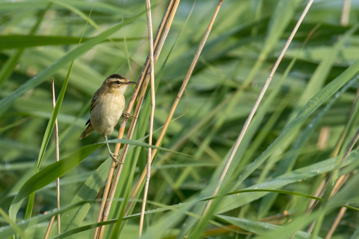 Sedge Warbler - ML169190161