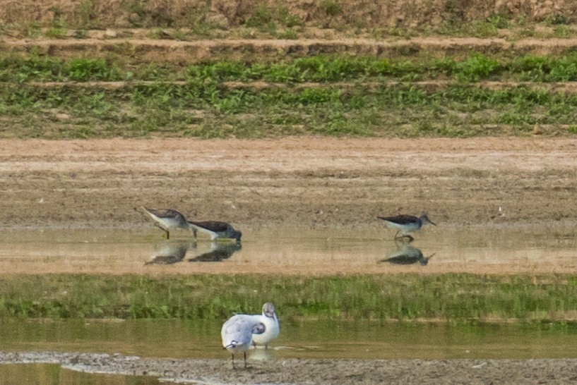 Common Greenshank - ML169190211