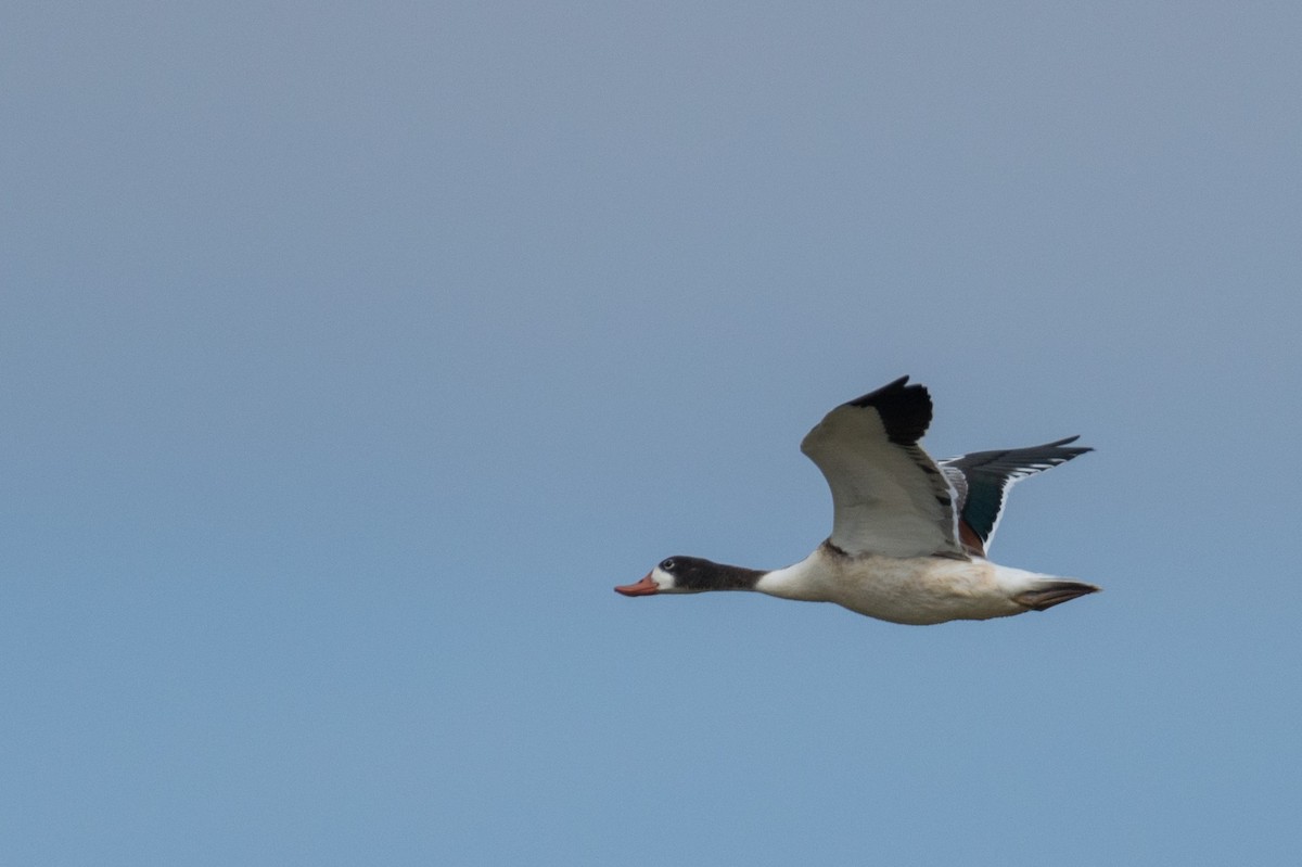 Common Shelduck - ML169190241