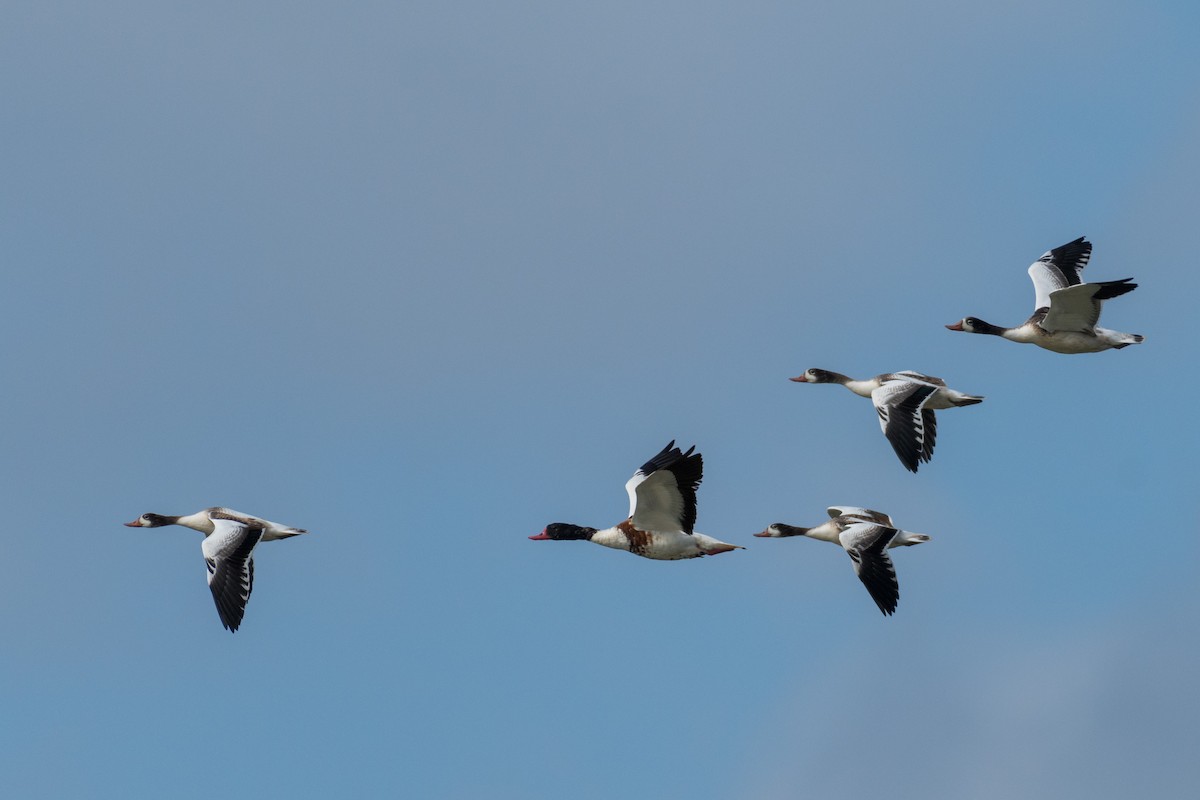 Common Shelduck - Raphaël Nussbaumer