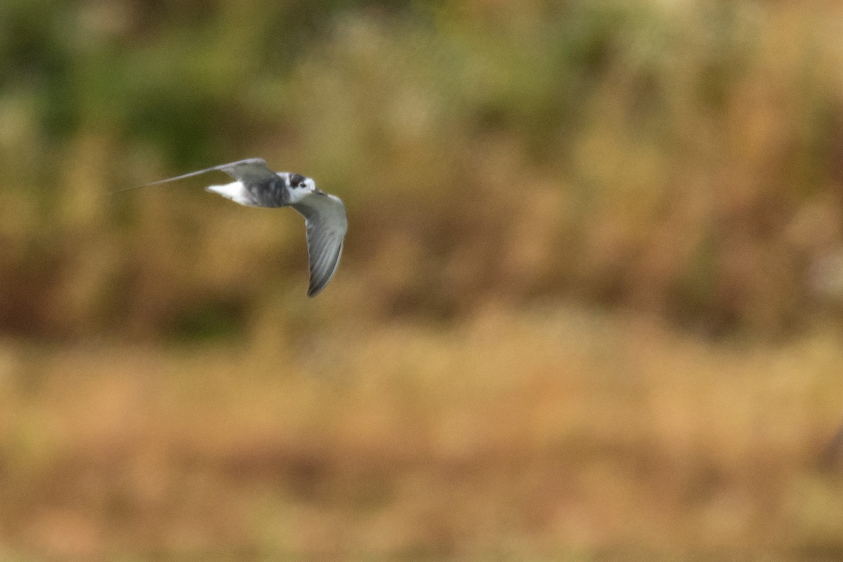 Black Tern - ML169190291