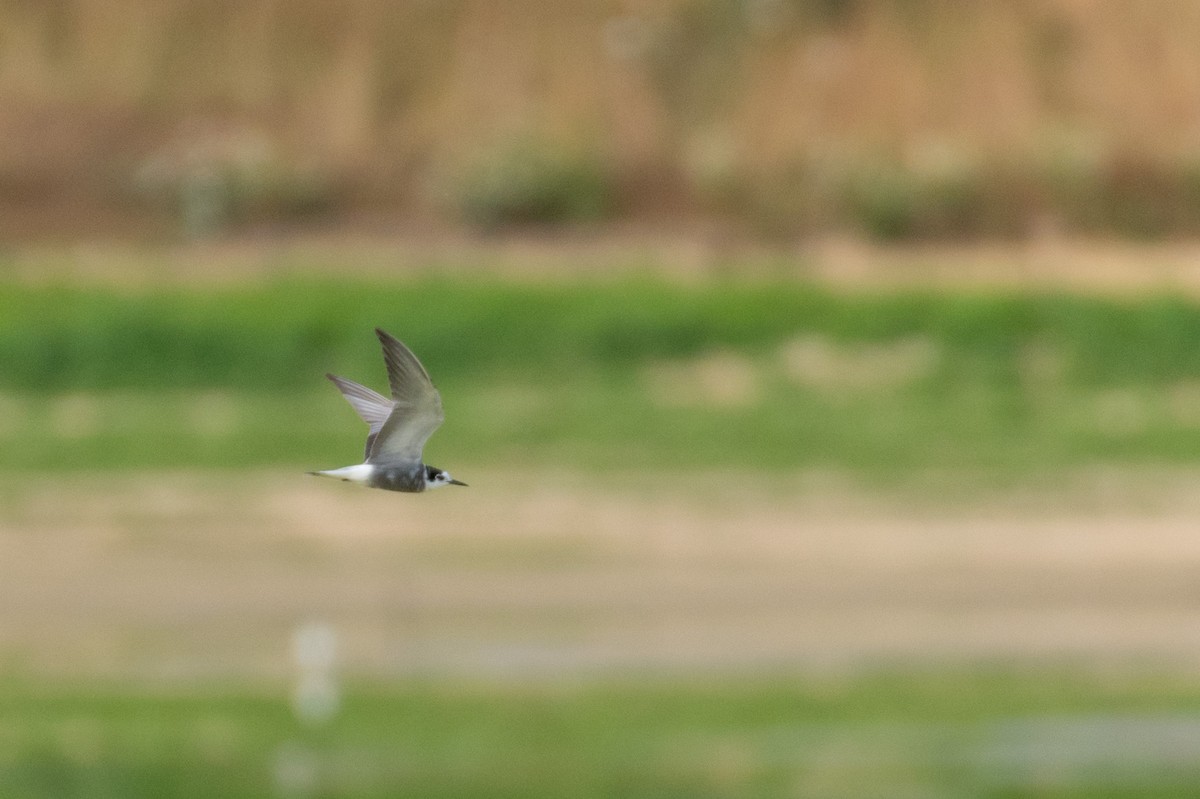 Black Tern - ML169190311