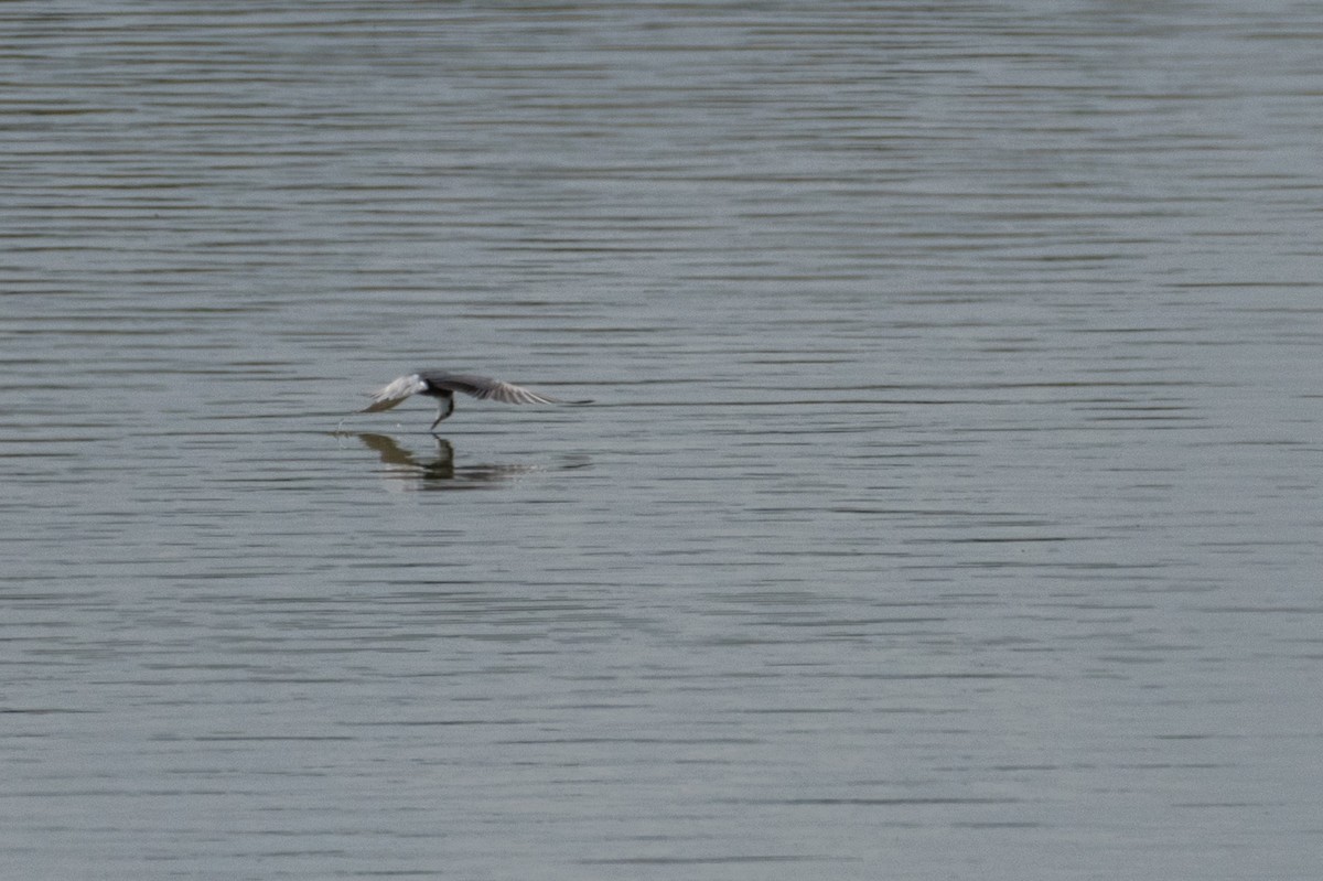 Black Tern - ML169190321