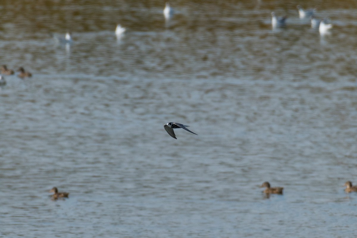 Black Tern - ML169190341