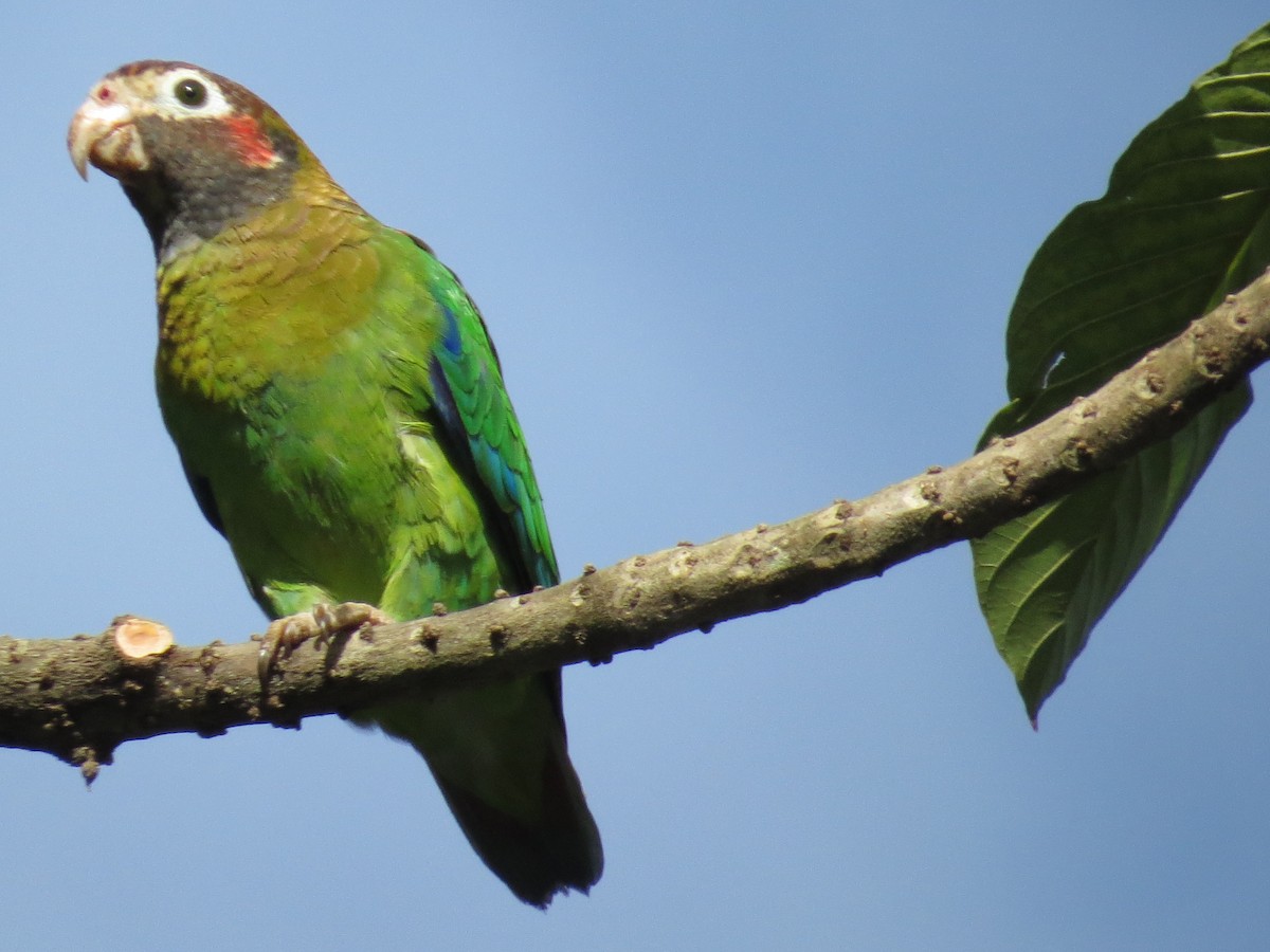 Brown-hooded Parrot - ML169190351