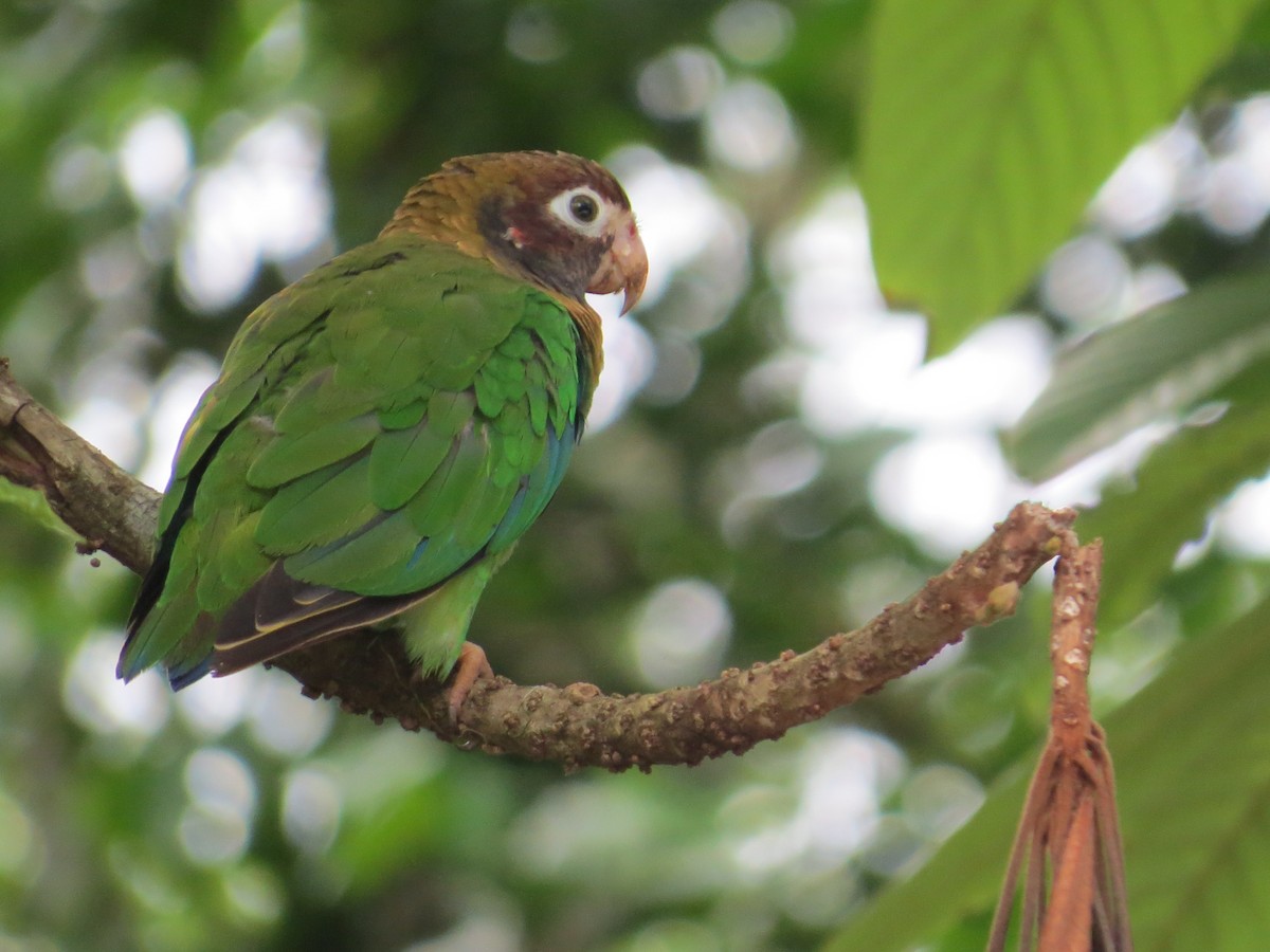 Brown-hooded Parrot - ML169190361