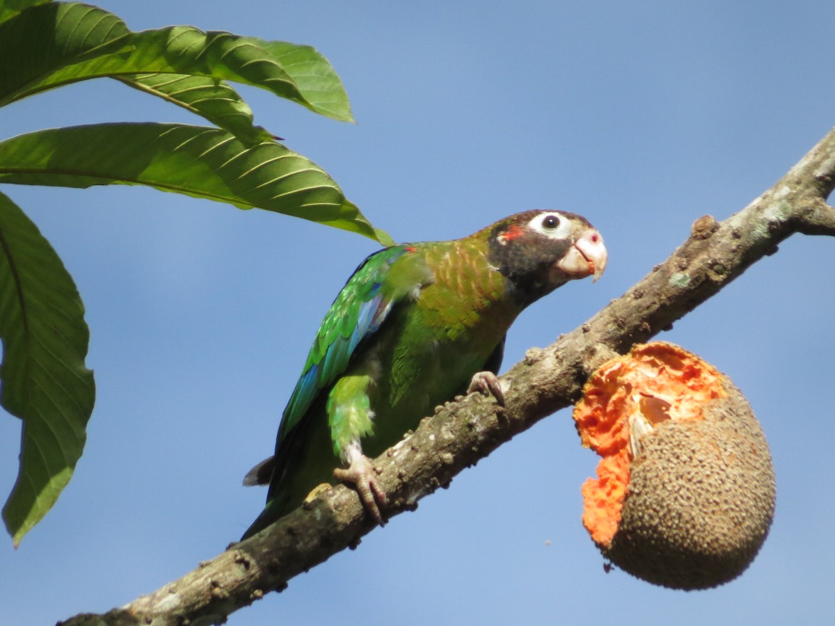 Brown-hooded Parrot - ML169190371