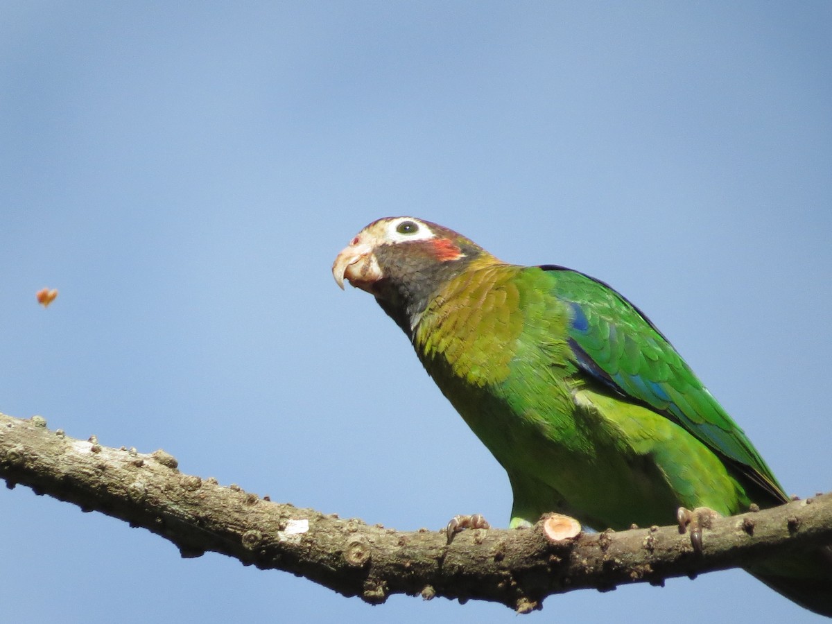 Brown-hooded Parrot - ML169190381