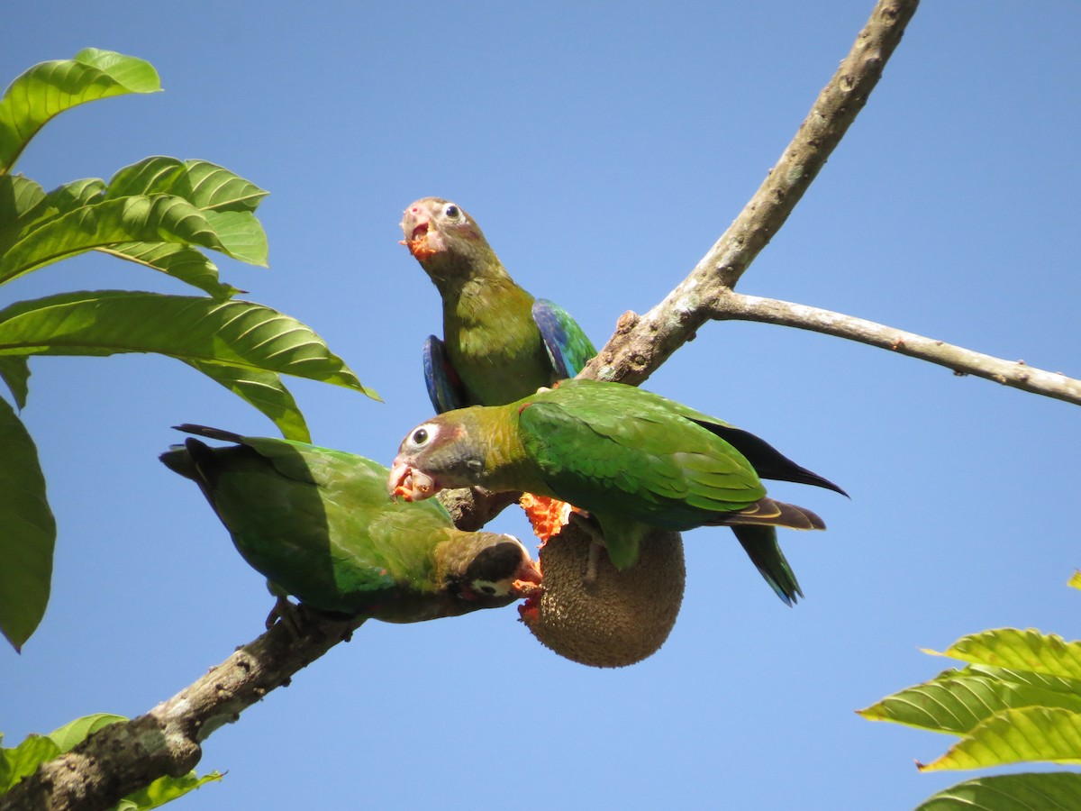 Brown-hooded Parrot - ML169190391