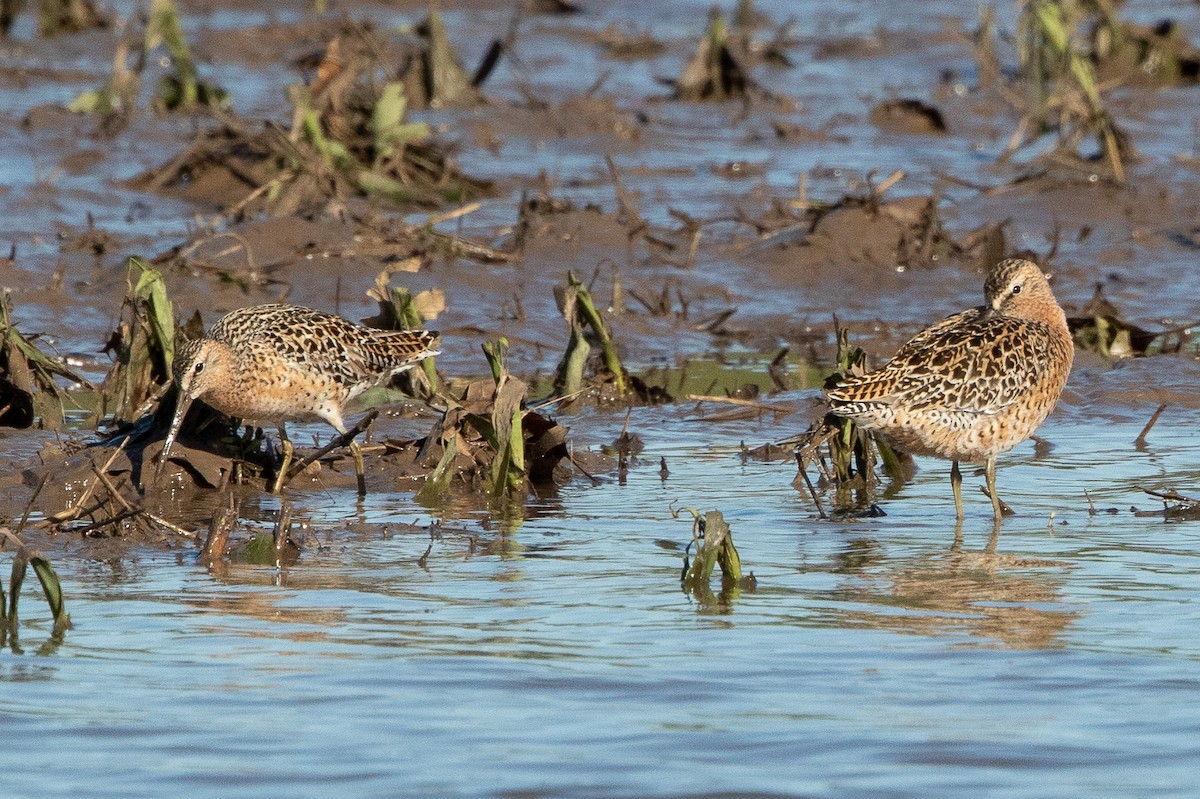 Short-billed Dowitcher (hendersoni) - David Seibel