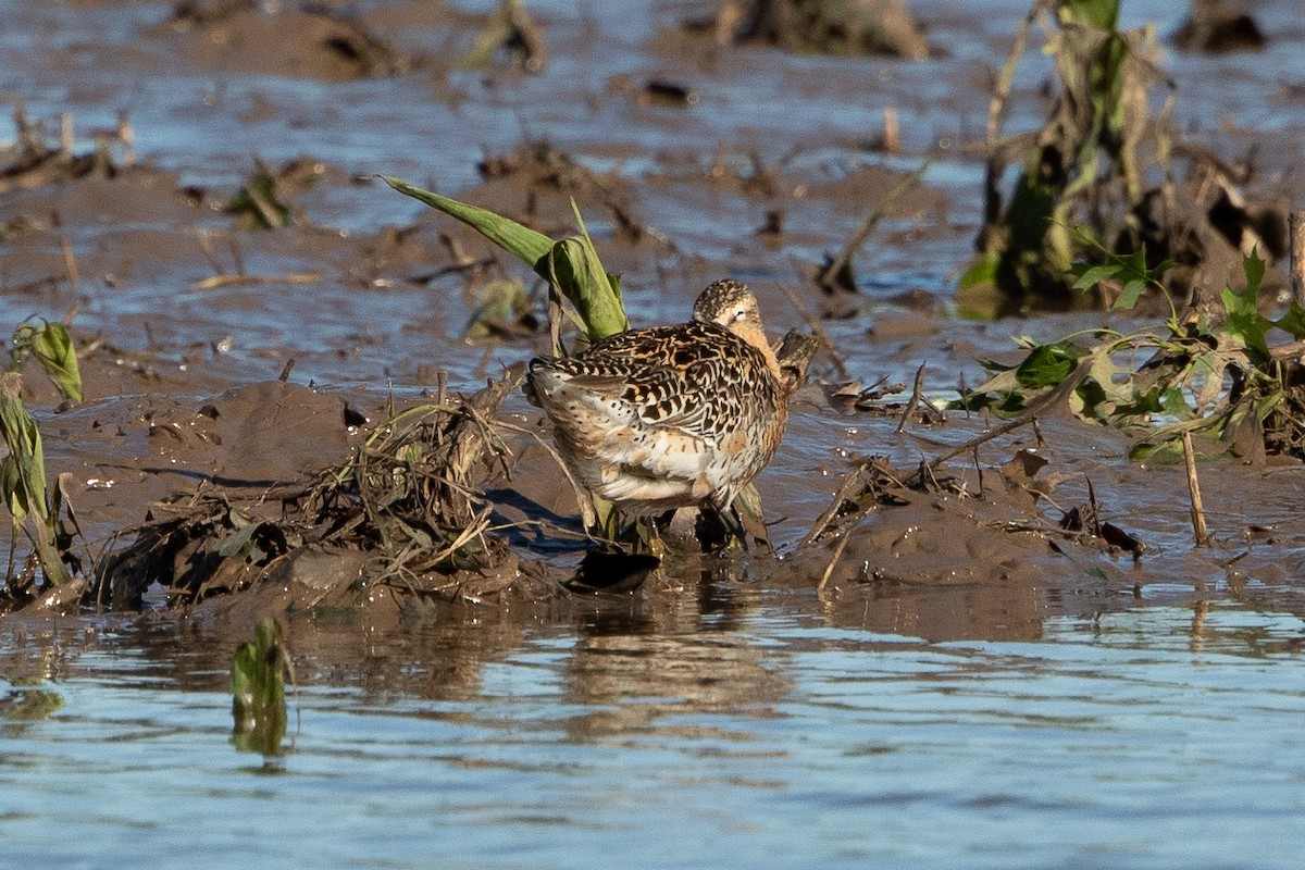 Short-billed Dowitcher (hendersoni) - ML169191041