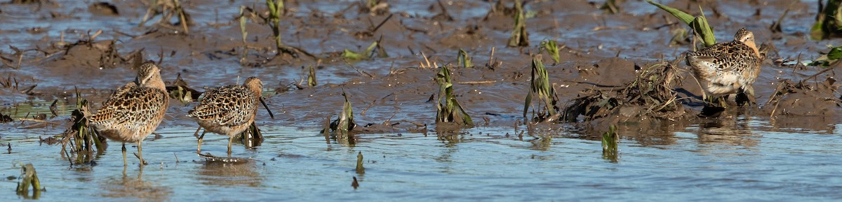 Short-billed Dowitcher (hendersoni) - ML169191061