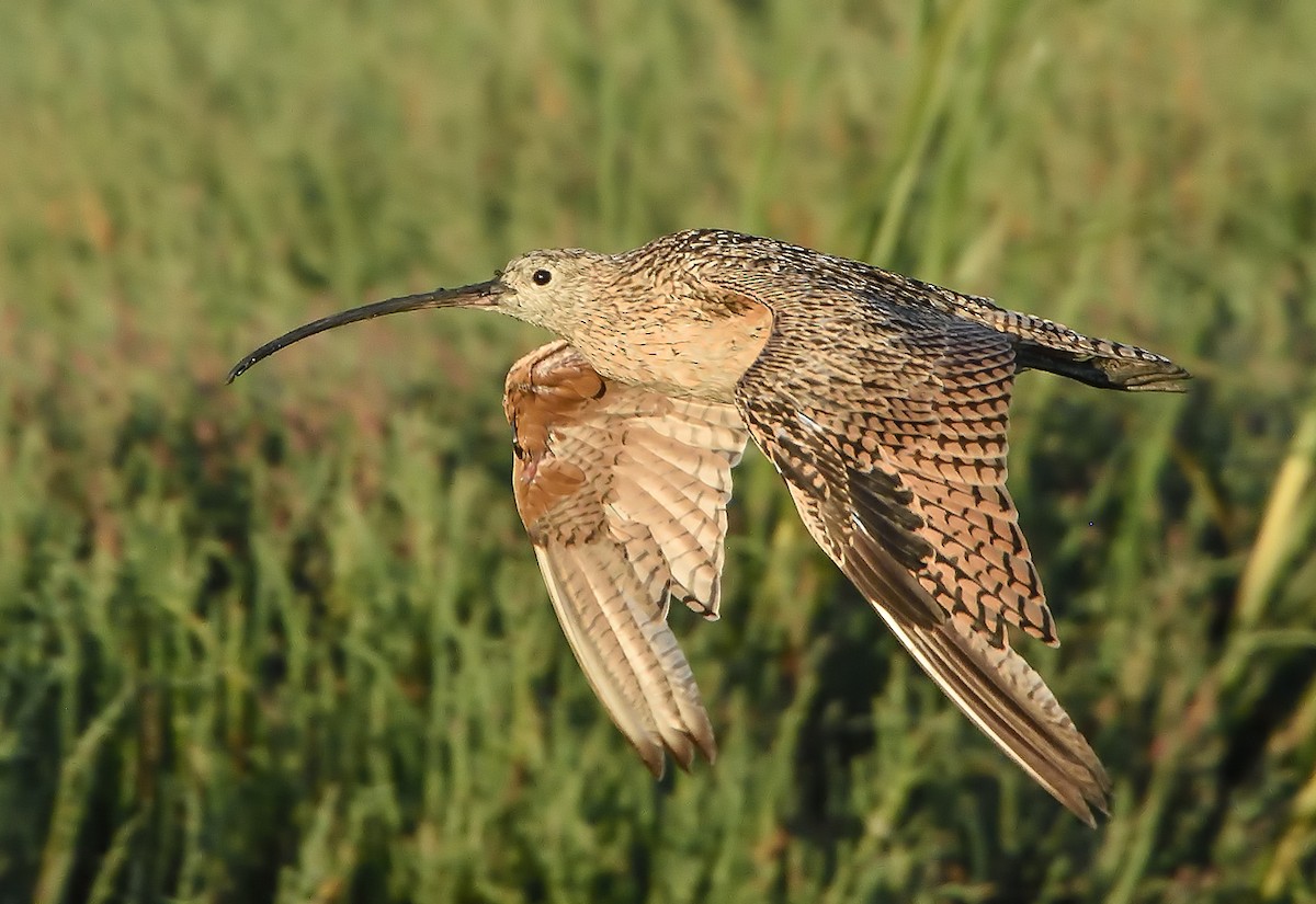 Long-billed Curlew - Jerry Ting