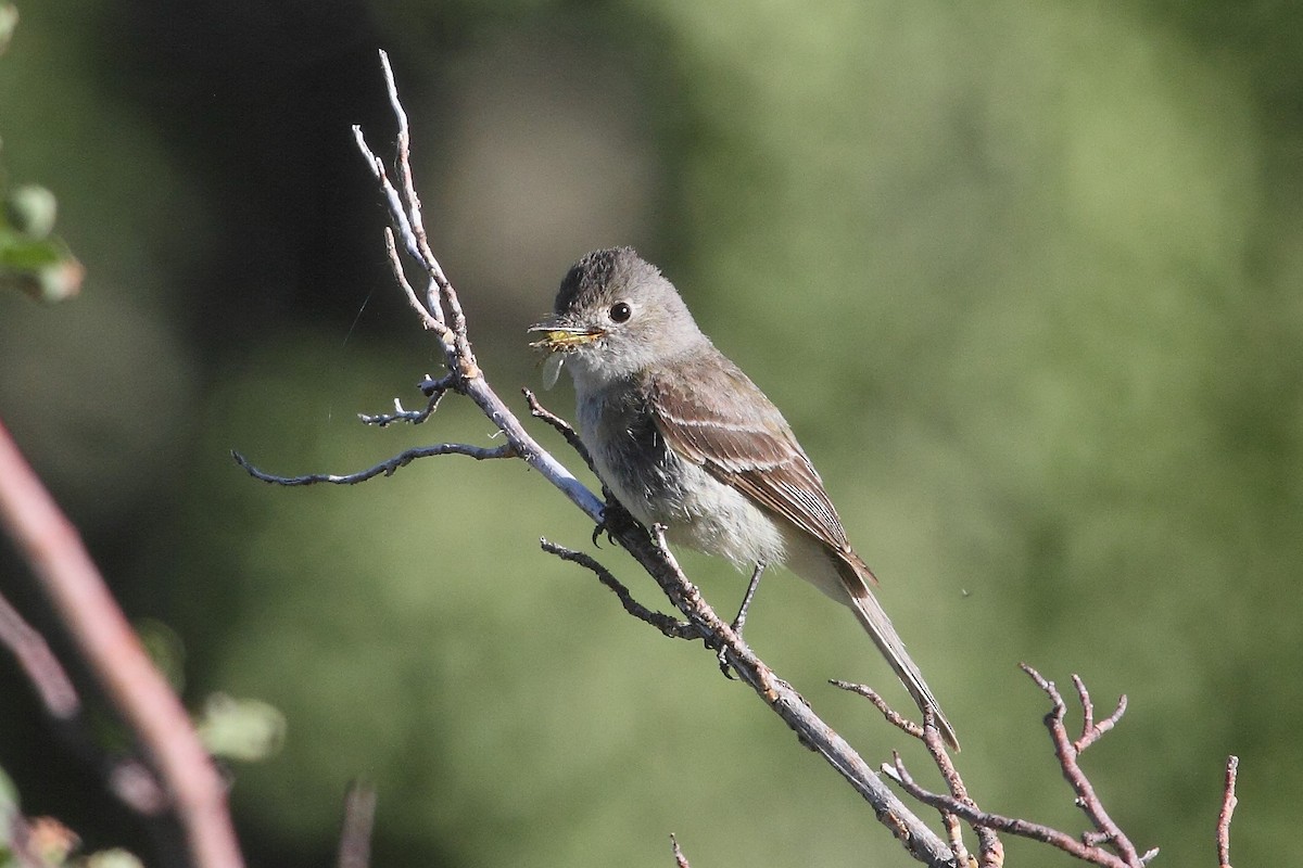 Gray Flycatcher - ML169193261