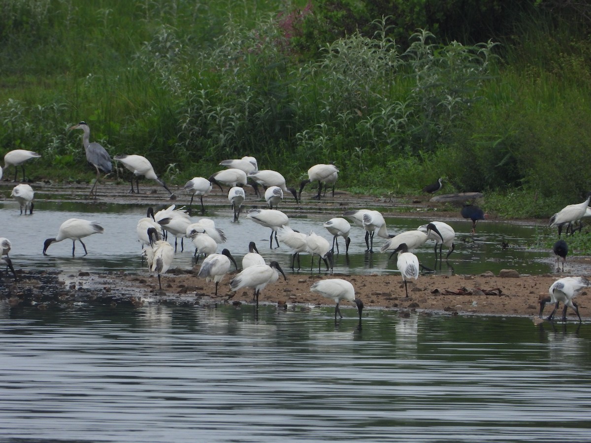 ibis černohlavý - ML169193571