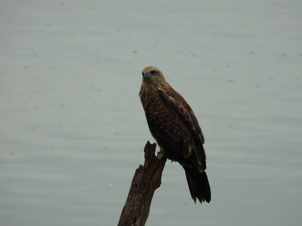 Brahminy Kite - ML169194061