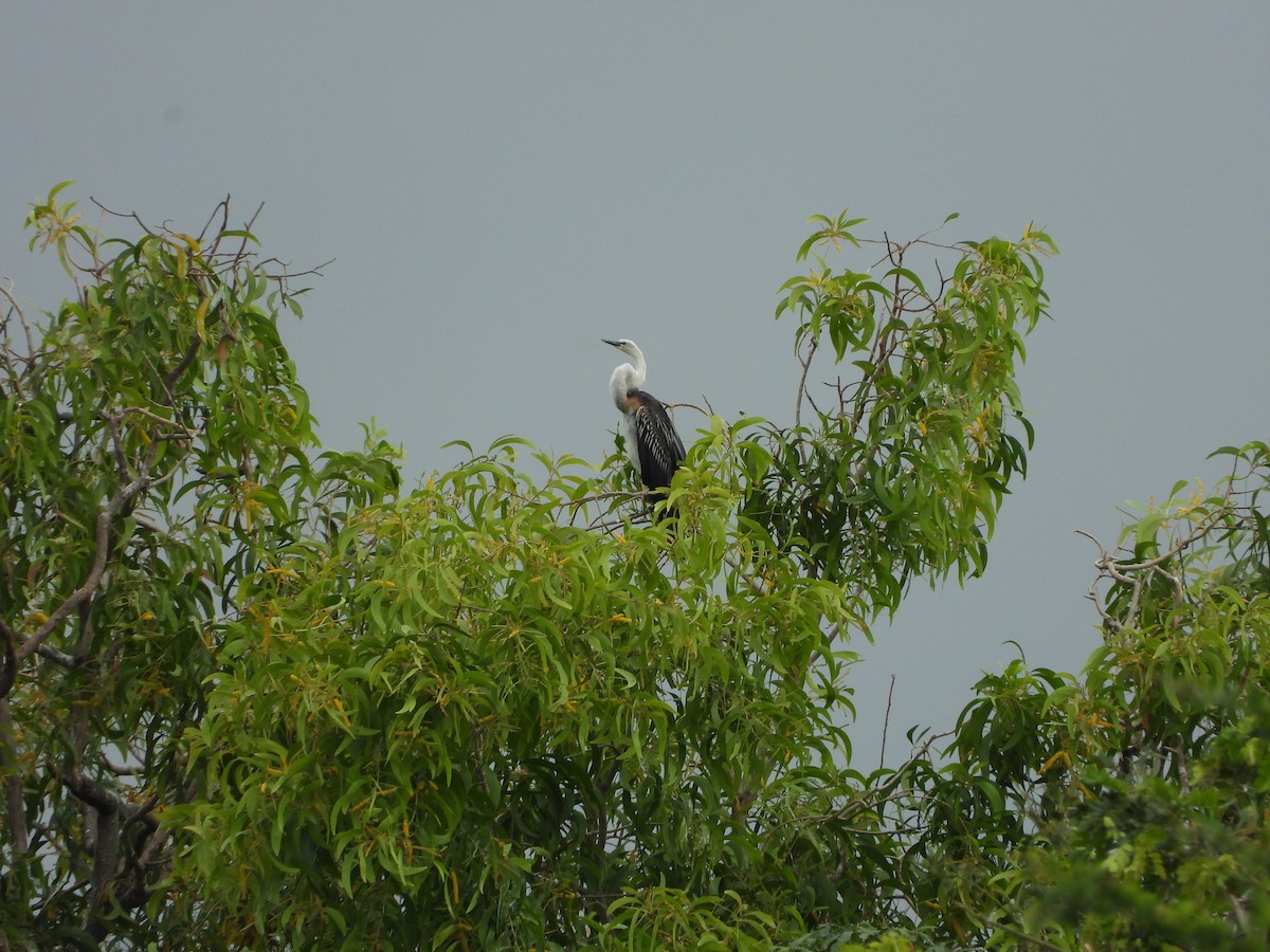 Anhinga Asiática - ML169194161