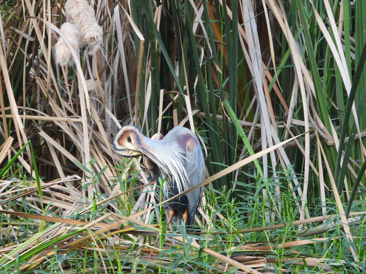 Purple Heron - ML169194721