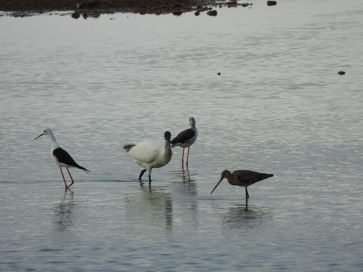 Black-tailed Godwit - ML169194761