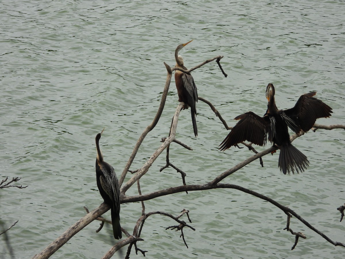 Anhinga Asiática - ML169195301