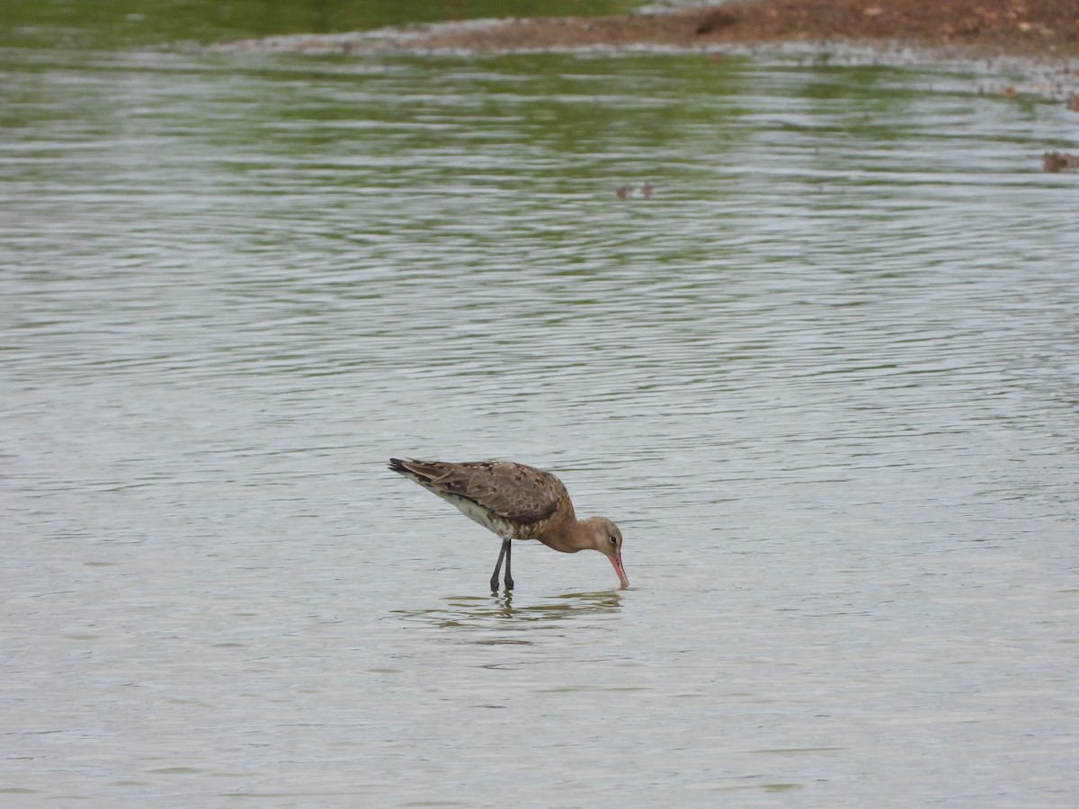 Black-tailed Godwit - ML169195331