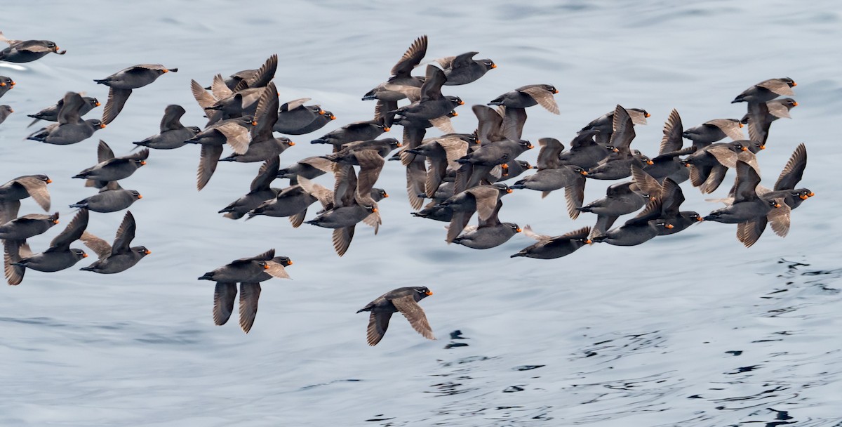 Crested Auklet - ML169196391