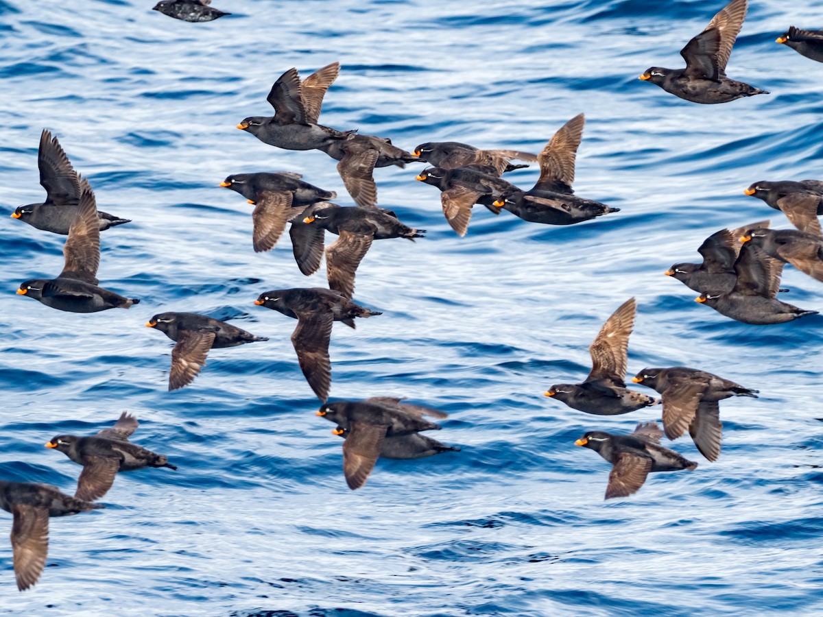 Crested Auklet - ML169196431