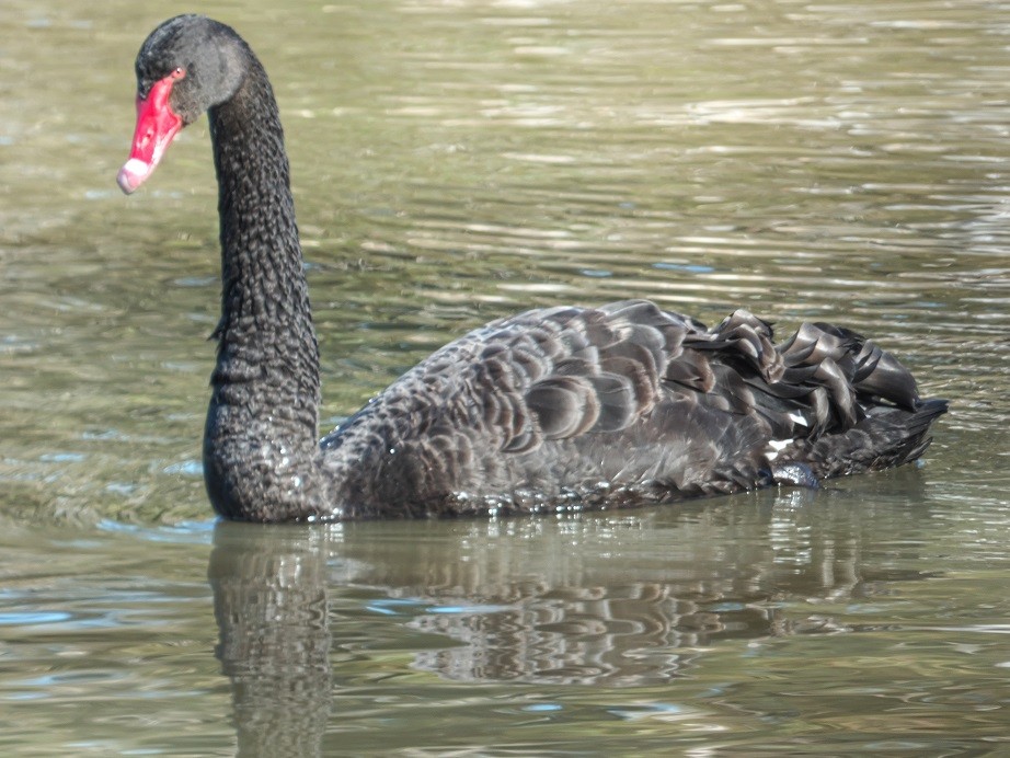 Black Swan - Alfons  Lawen