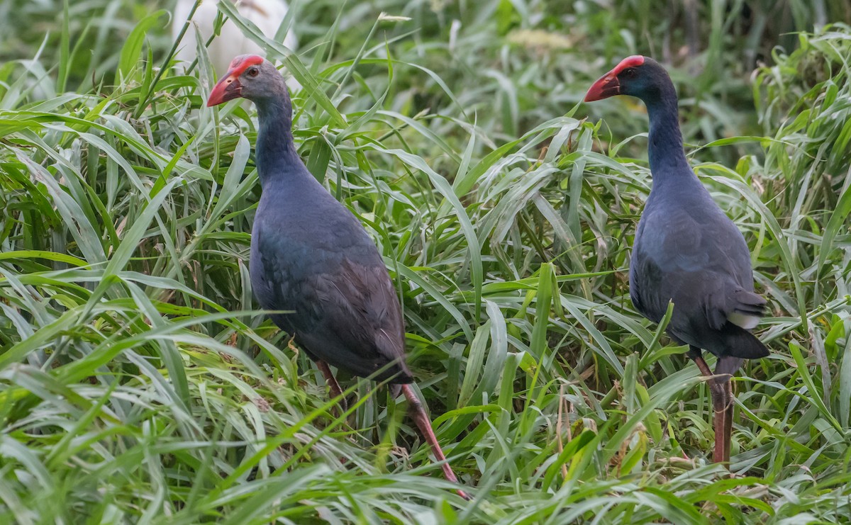 Black-backed Swamphen - ML169198751