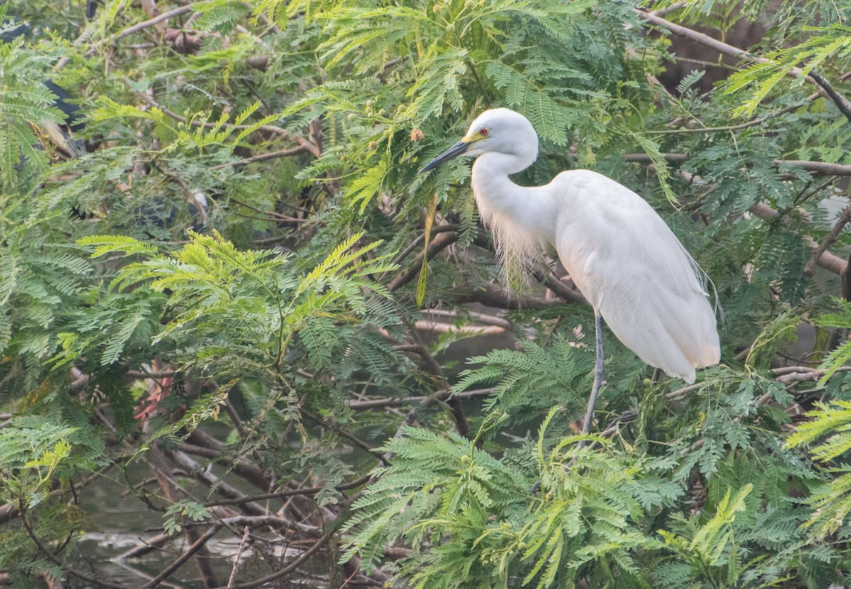 Medium Egret - Bill Bacon