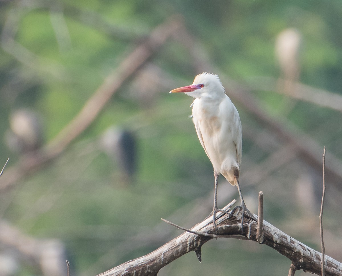 Eastern Cattle Egret - ML169198931